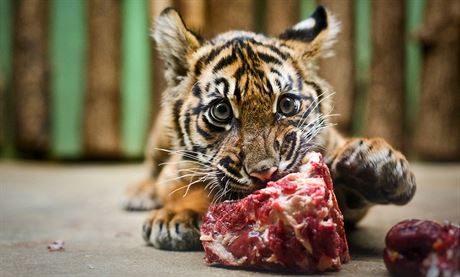 Mlád tygra sumaterského z praské zoo museli oetovatelé kvli nevyléitelné nemoci utratit