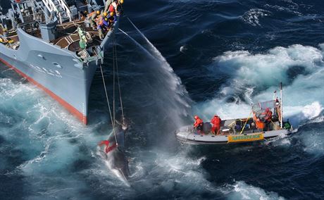 Stety aktivist s lovci velryb mnohdy pipomínají scény z akních film.