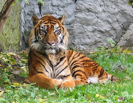 Tygr sumaterský (ilustraní foto)
