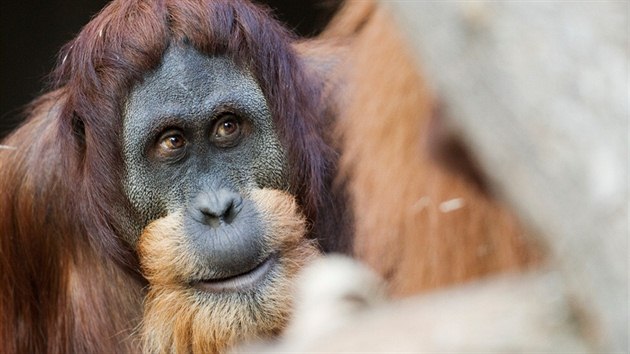 Orangutan Padang