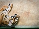 Ptimsíní mlád tygra sumaterského v praské zoo
