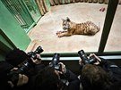 Ptimsíní mlád tygra sumaterského se pi svém pedstavení v praské zoo...