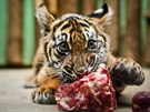 Ptimsíní mládte tygra sumaterského v praské zoo.