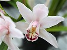 Návštěvníky do skleníků vábí tropické rostlinstvo, například orchideje. (27....