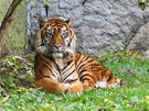 Tygr sumaterský (ilustraní foto)