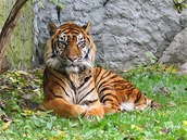 Tygr sumaterský (ilustrační foto)