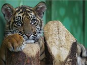 Pětiměsíční mládě tygra je velkým lákadlem znovuotevřeného pavilonu šelem.