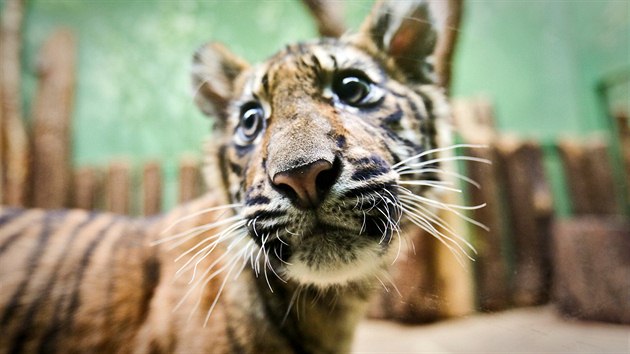 Ptimsn mld tygra sumaterskho z prask zoo