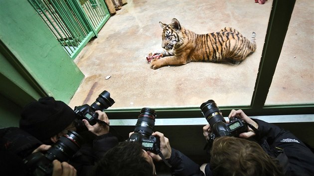 Ptimsn mld tygra sumaterskho se pi svm pedstaven v prask zoo stalo stedem zjmu fotograf