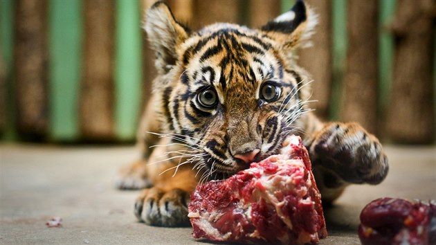 Pětiměsíční mláděte tygra sumaterského v pražské zoo.