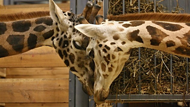 Velký zájem u dětí i dospělých vzbudil africký pavilon, a to hlavně kvůli žirafám, které byly za tmy skoro aktivnější než při běžné prohlídce v létě.
