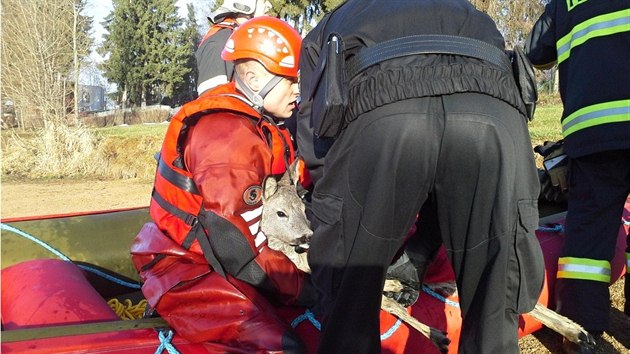 Jablonet hasii zachrnili srnku, kterou uvznil led uprosted ndre Meno.