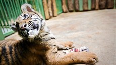 Pětiměsíční mládě tygra sumaterského v pražské zoo