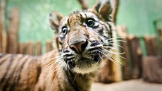Pětiměsíční mládě tygra sumaterského z pražské zoo