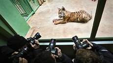 Pětiměsíční mládě tygra sumaterského se při svém představení v pražské zoo...