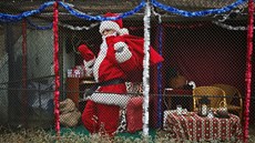 Santa Claus v kleci v pražské zoo (19. prosince 2013)