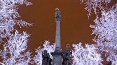 Námraza na stromech na Masarykov námstí v Jihlav (19. prosince 2013)
