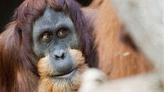 Orangutan Padang