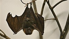 Netopýra ve�erní prohlídka zoologické zahrady zjevn� neru�ila.