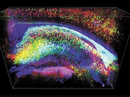 Mapy aktivity neuronů v mozku, který byl učiněn průhledným podle letos...