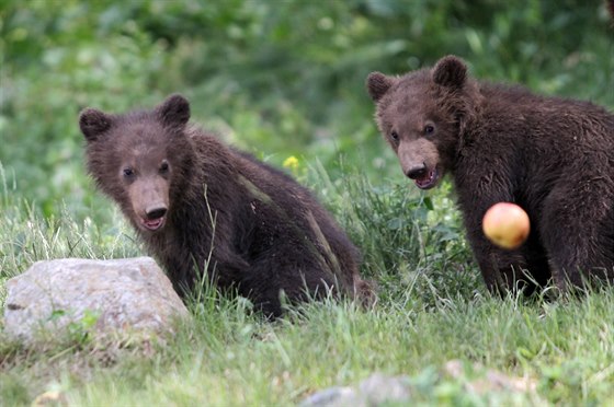 Dvouletá mláata medvda kamatského Toby a Kuba v brnnské zoo na snímku z letoního ledna.