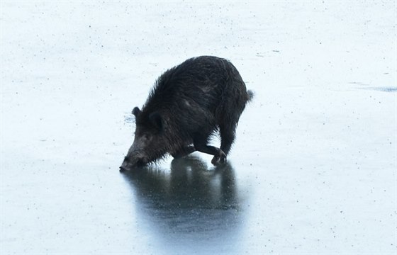 Stráníci na Plzesku zachraovali vydeného divoáka, který se nemohl dostat...