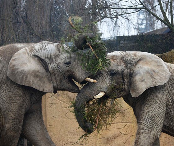 Smrky se neprodaly ped Vánoci a poslouily slonm.