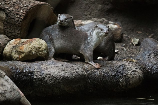 Prazska Zoo Se Rozrostla O Vzacne Vydry Jsou Jedine V Evrope Metro Cz
