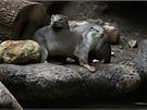 Pavilon Indonéská dungle praské zoologické zahrady se rozrostl o pár samiek