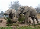 Sloni Saly, Umbu a Kito si v dvorsk zoo pochutnali na vnonch smrcch. Pak...