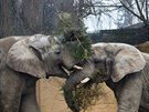 Sloni Saly, Umbu a Kito si v dvorské zoo pochutnali na vánoních smrcích. Pak...