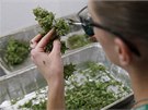 Specializované obchody se na stedení zahájení prodeje marihuany dkladn