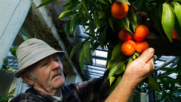 Josef Boukal z Hradce Krlov je uznvanm pstitelem citrus i jablek.