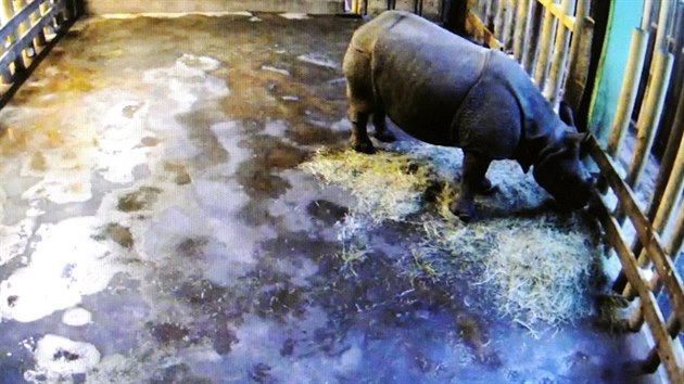 Vnitní výbh nosoroí samice Manjuly zabírá webkamera.