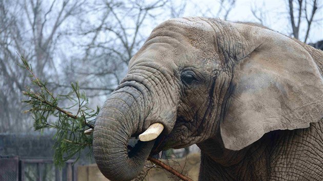 Sloni Saly, Umbu a Kito si v dvorsk zoo pochutnali na vnonch smrcch. Pak si dali psenou koupel.