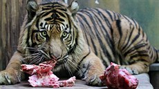 Tyg�ice Satu z brn�nské zoo