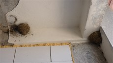 Hnízda jiiek v oputném objektu v Mostecké ulici v Chomutov