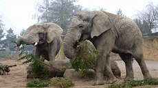 Sloni Saly, Umbu a Kito si v dvorské zoo pochutnali na vánoních smrcích. Pak...