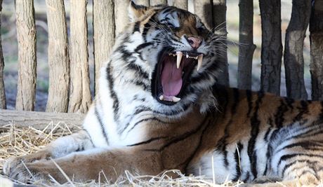 Tygi ussurijtí vetn mláat jsou velkou atrakcí zlínské zoo. Dalí návtvníky bude od letoka lákat pavilon rejnok.