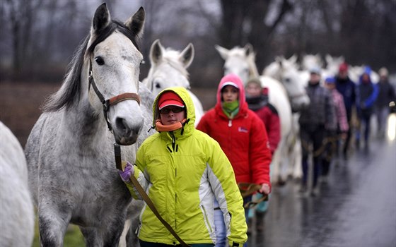 Ošetřovatelé evakuovali přibližně 220 koní.