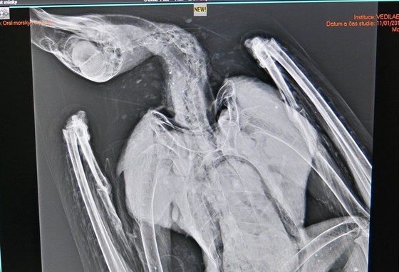 Veterinář udělal i rentgenový snímek orla. Podle něj byl dravec nezraněný a ve...