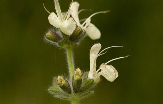 Šalvěj rakouská (Salvia austriaca) roste běžně v Rakousku, Maďarsku a na...