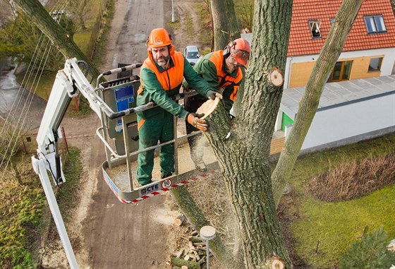 Kácení strom v Hradci tradin vyvolává velký rozruch.