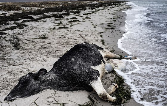 Jedna z mrtvých krav nalezená na dánském behu (9. ledna)