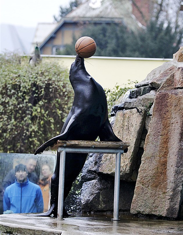 Cviení lachtana Moritze patí v ústecké zoo k nejatraktivnjím bodm programu.