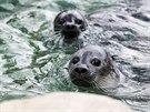 Tuleni v ústecké zoo dostali na podzim vtí bazén.