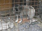 Kavkazského psa bezdomovec choval v kleci v bývalých zahrádkách na okraji...