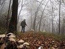Hleda laný Ezio Costa (66) pátrá po lanýích se svým psem Jolly v lese v...