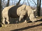 Nosoroec tuponosý pochází z jiní Afriky, je to býloravec a jmenuje se...