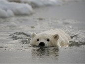 Plavání v zimní vodě přenechejte pro začátek ledním medvědům a otužilcům, kteří